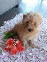 Toy Poodle Puppies for sale in Flat Rock, IL 62427, USA. price: NA