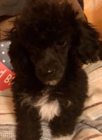 Toy Poodle Puppies for sale in 111 Lake Ave, Dudley, NC 28333, USA. price: NA