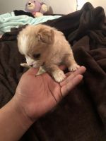 Toy Poodle Puppies for sale in San Bernardino, CA, USA. price: NA