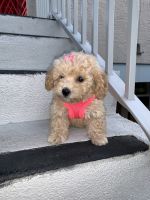 Toy Poodle Puppies for sale in Boca Raton, FL, USA. price: NA