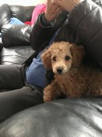 Toy Poodle Puppies for sale in Williamsport, PA, USA. price: NA