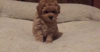 Toy Poodle Puppies for sale in Richmond, CA, USA. price: NA