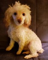 Toy Poodle Puppies for sale in Taylor, MI 48180, USA. price: NA