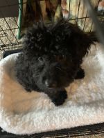 Toy Poodle Puppies for sale in Stuarts Draft, VA 24477, USA. price: NA