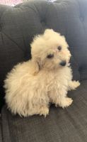 Toy Poodle Puppies for sale in Tucson, AZ, USA. price: NA