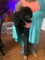 Toy Poodle Puppies for sale in Blacklick, OH 43004, USA. price: NA