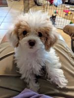 Toy Poodle Puppies for sale in Pickens, SC 29671, USA. price: NA
