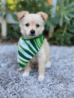 Toy Poodle Puppies for sale in Santa Ana, CA, USA. price: NA