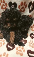 Toy Poodle Puppies for sale in Port Orchard, WA, USA. price: NA