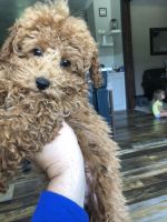 Toy Poodle Puppies for sale in Salina, KS, USA. price: NA