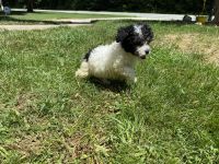 Toy Poodle Puppies for sale in Charlotte, NC, USA. price: NA