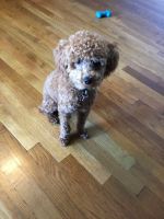 Toy Poodle Puppies for sale in Middletown, CT 06457, USA. price: NA