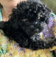 Toy Poodle Puppies for sale in St Cloud, FL, USA. price: NA