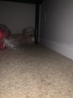 Toy Poodle Puppies for sale in Tallahassee, FL, USA. price: NA