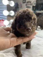 Toy Poodle Puppies for sale in Goldsboro, NC, USA. price: NA