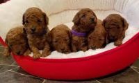Toy Poodle Puppies for sale in Dallas, TX, USA. price: NA