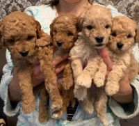 Toy Poodle Puppies for sale in California City, CA, USA. price: NA