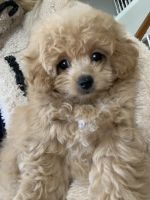 Toy Poodle Puppies for sale in Atlanta, GA, USA. price: NA