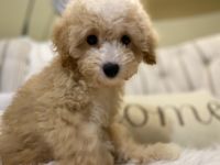 Toy Poodle Puppies for sale in Greensboro, NC, USA. price: NA