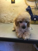 Toy Poodle Puppies for sale in Marrero, LA 70072, USA. price: NA