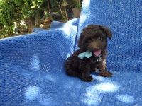 Toy Poodle Puppies for sale in La Habra Heights, CA, USA. price: NA