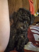 Toy Poodle Puppies for sale in Hibbing, MN, USA. price: NA