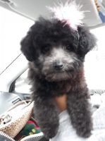 Toy Poodle Puppies for sale in Hamden, CT, USA. price: NA