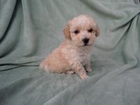 Toy Poodle Puppies for sale in La Habra Heights, CA, USA. price: NA