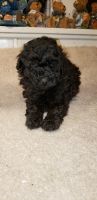 Toy Poodle Puppies for sale in Somerset County, PA, USA. price: NA