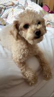 Toy Poodle Puppies for sale in Hampton, GA 30228, USA. price: NA