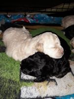 Toy Poodle Puppies for sale in 12060 Dix Toledo Rd, Southgate, MI 48195, USA. price: NA