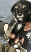Toy Poodle Puppies for sale in 12060 Dix Toledo Rd, Southgate, MI 48195, USA. price: NA