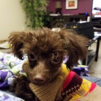 Toy Poodle Puppies for sale in Pell Lake, WI, USA. price: NA