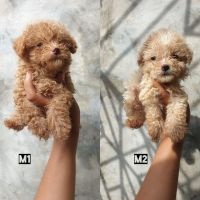 Toy Poodle Puppies for sale in Converse, TX, USA. price: NA
