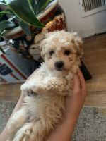 Toy Poodle Puppies for sale in Bound Brook, NJ 08805, USA. price: NA