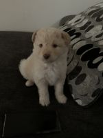 Toy Poodle Puppies for sale in Sonoma County, CA, USA. price: NA