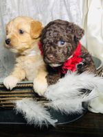 Toy Poodle Puppies for sale in Grand Rapids, MI, USA. price: NA