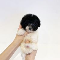 Toy Poodle Puppies for sale in Riverside, CA, USA. price: NA