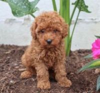 Toy Poodle Puppies for sale in Los Angeles, CA, USA. price: NA