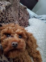 Toy Poodle Puppies for sale in Roswell, GA, USA. price: NA
