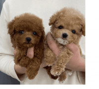 Toy Poodle Puppies for sale in Oregon City, OR 97045, USA. price: NA