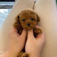 Toy Poodle Puppies for sale in Daytona Beach, FL 32115, USA. price: NA