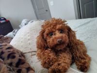 Toy Poodle Puppies for sale in Roswell, GA, USA. price: NA