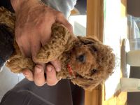 Toy Poodle Puppies for sale in Winston-Salem, NC, USA. price: NA