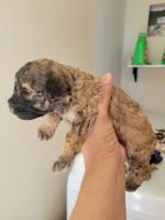 Toy Poodle Puppies for sale in San Antonio, TX 78263, USA. price: NA