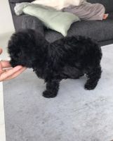 Toy Poodle Puppies for sale in Gilroy Unified, CA, USA. price: NA