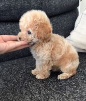 Toy Poodle Puppies for sale in Gilroy Unified, CA, USA. price: NA