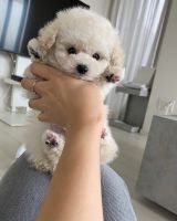 Toy Poodle Puppies for sale in Sacramento, CA, USA. price: NA
