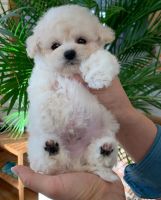 Toy Poodle Puppies for sale in Humboldt County, CA, USA. price: NA