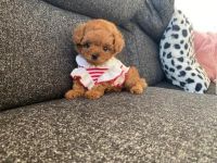 Toy Poodle Puppies for sale in New York, NY, USA. price: NA